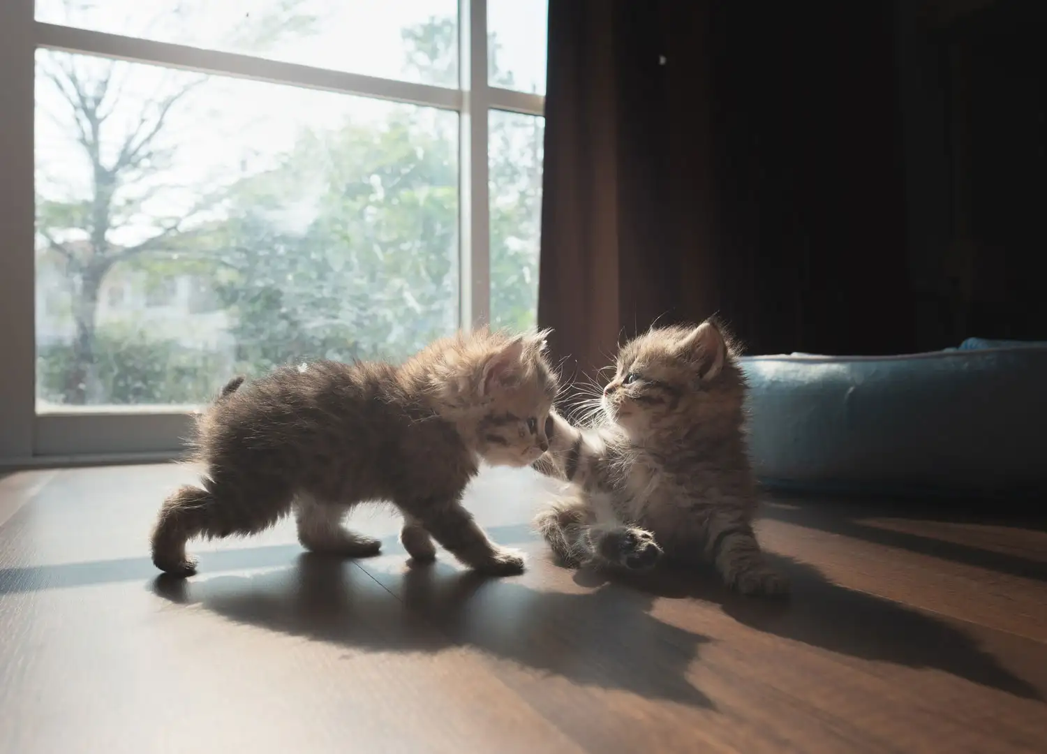 pets-and-pet-care-55